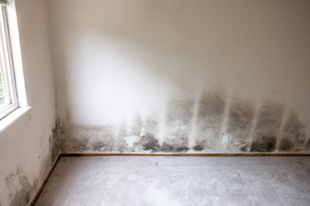 Best Asbestos and Lead Testing During Mold Inspection  in USA